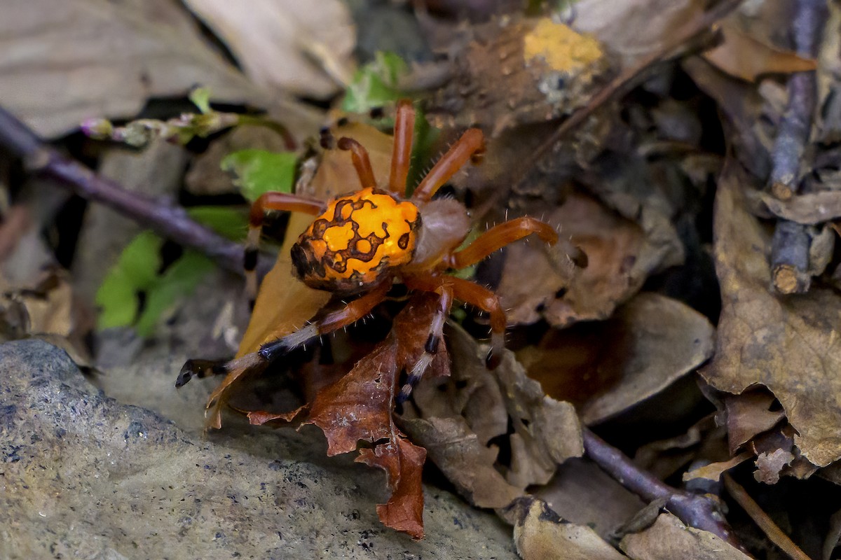 Marbled Orb Weaver - ML645120675
