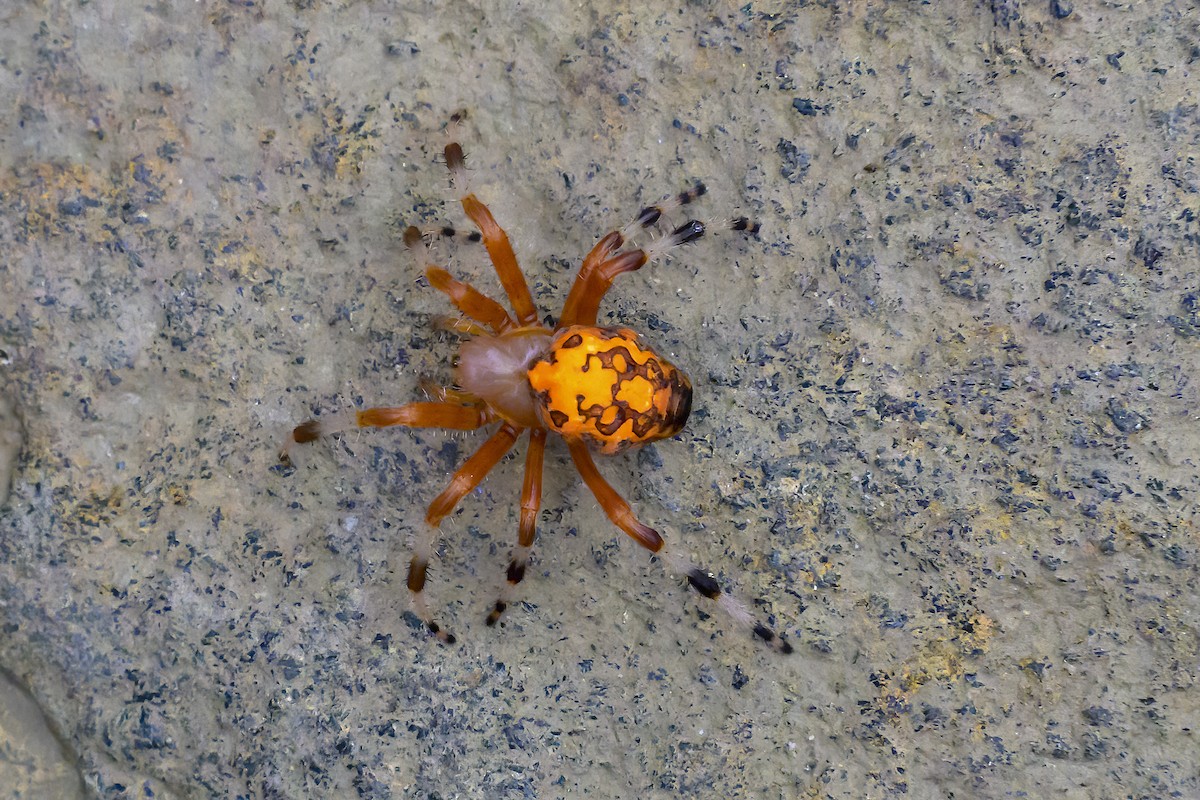 Marbled Orb Weaver - ML645120676