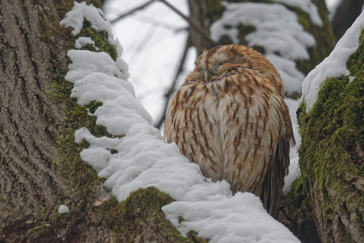 モリフクロウ - ML645120678