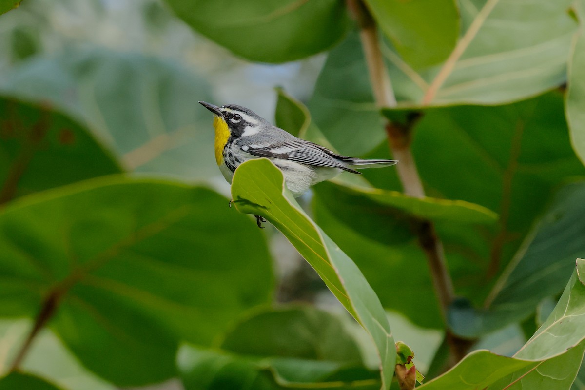Yellow-throated Warbler - ML645120689