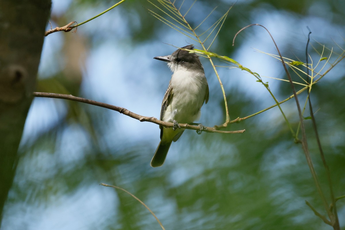 Loggerhead Kingbird - ML645120700