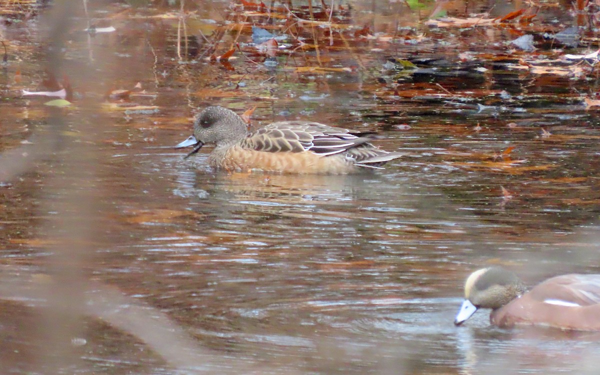 American Wigeon - ML645120706