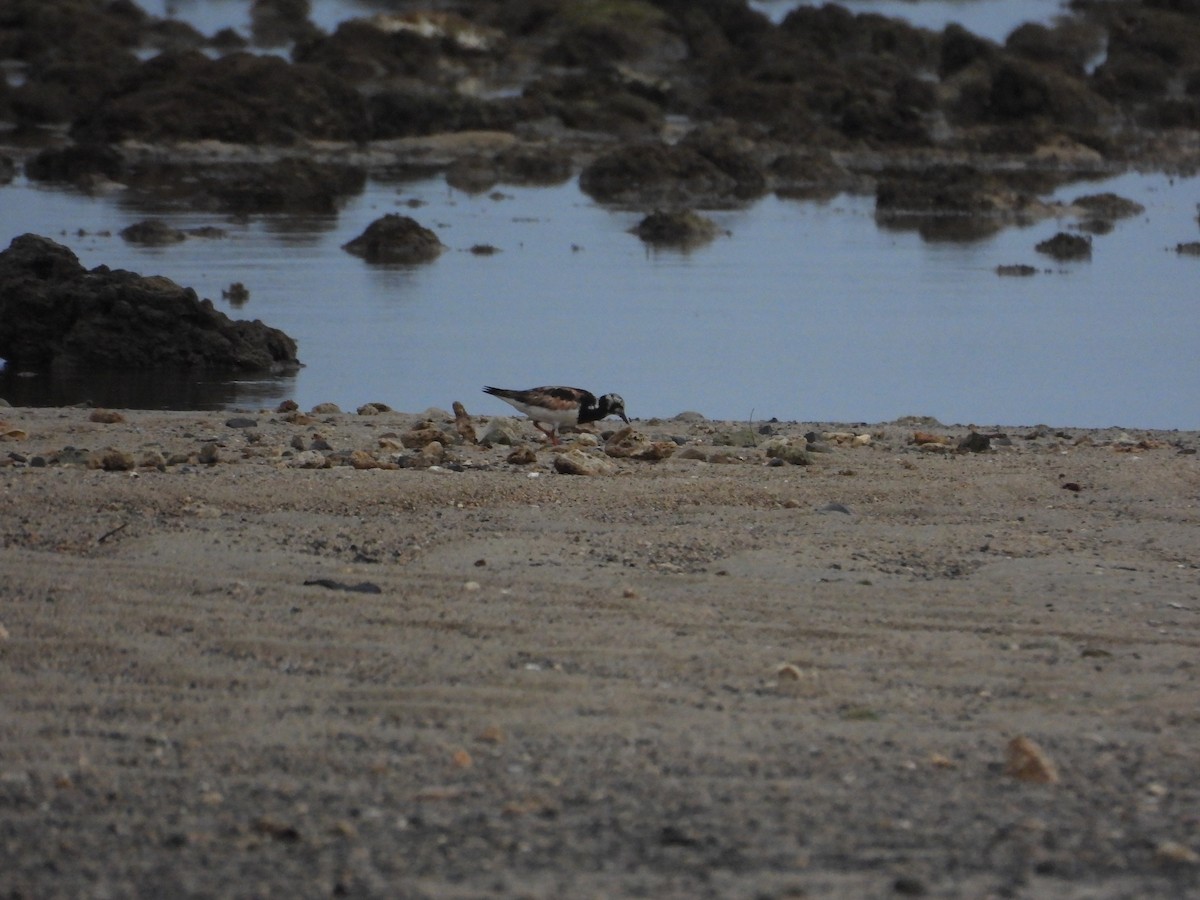 Ruddy Turnstone - ML645120711
