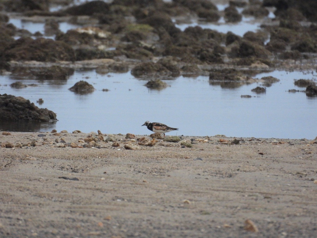 Ruddy Turnstone - ML645120712
