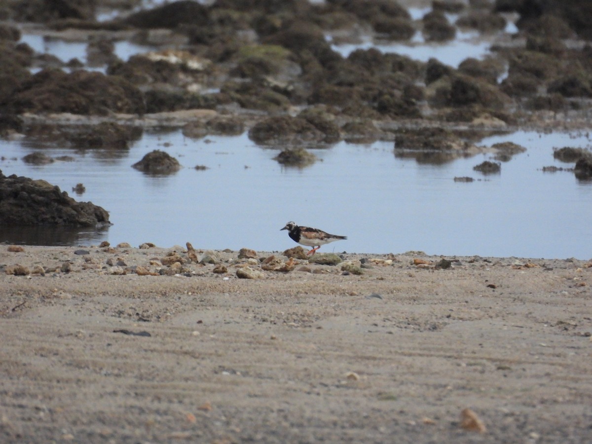 Ruddy Turnstone - ML645120713