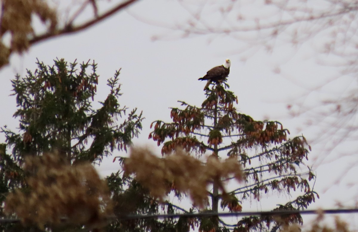 Bald Eagle - ML645120716