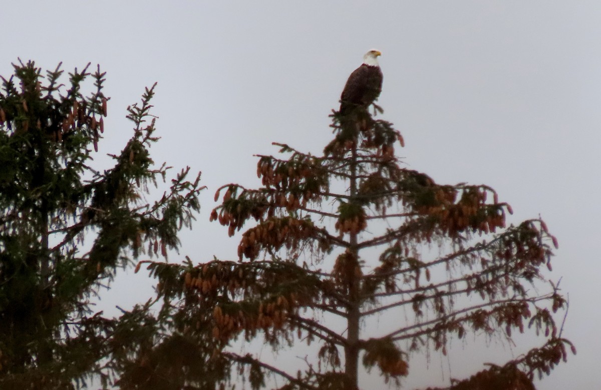 Bald Eagle - ML645120718