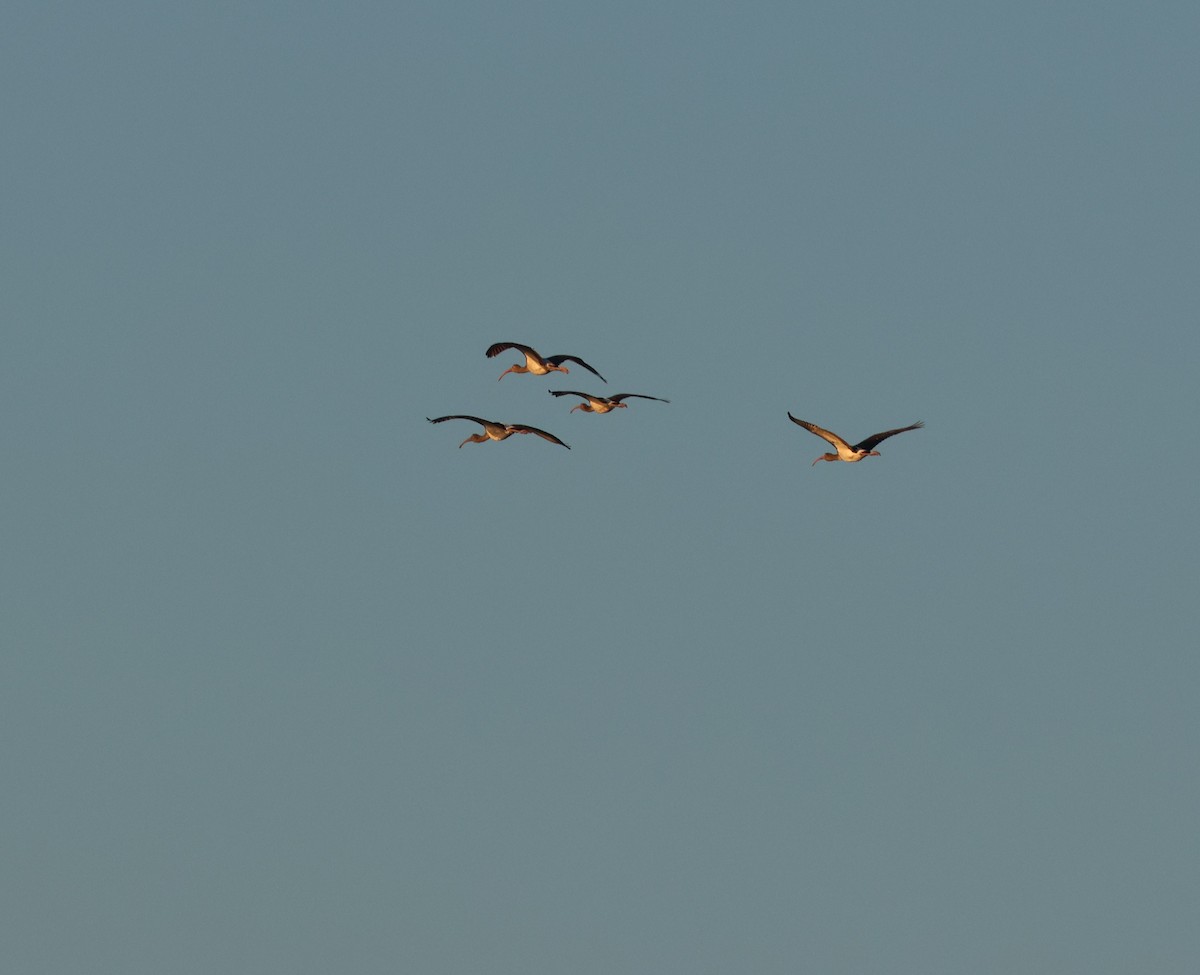 White Ibis - ML645120724