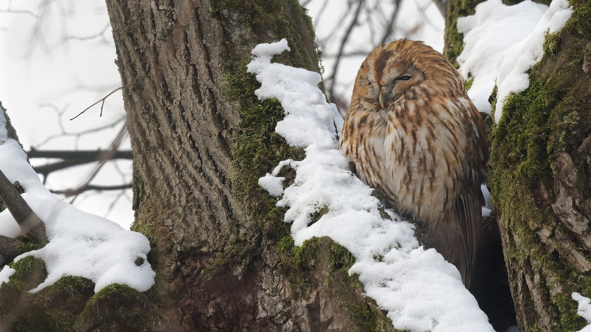 モリフクロウ - ML645120728