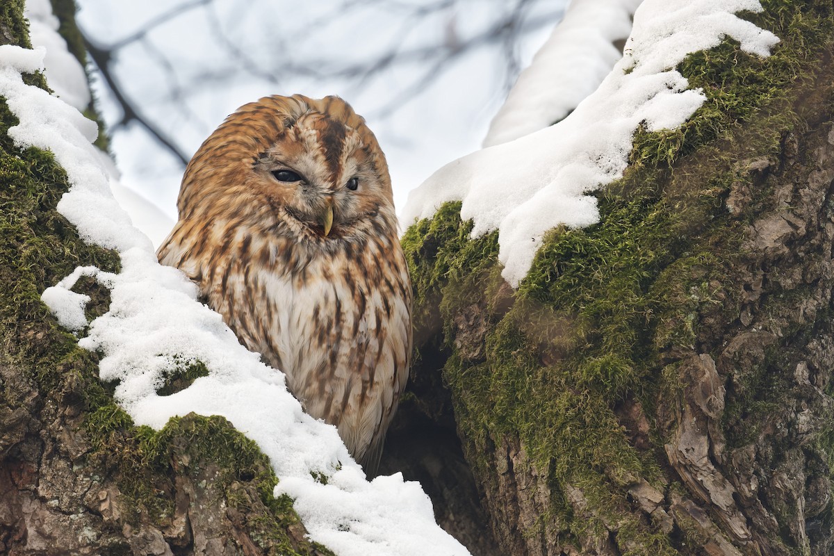 モリフクロウ - ML645120729