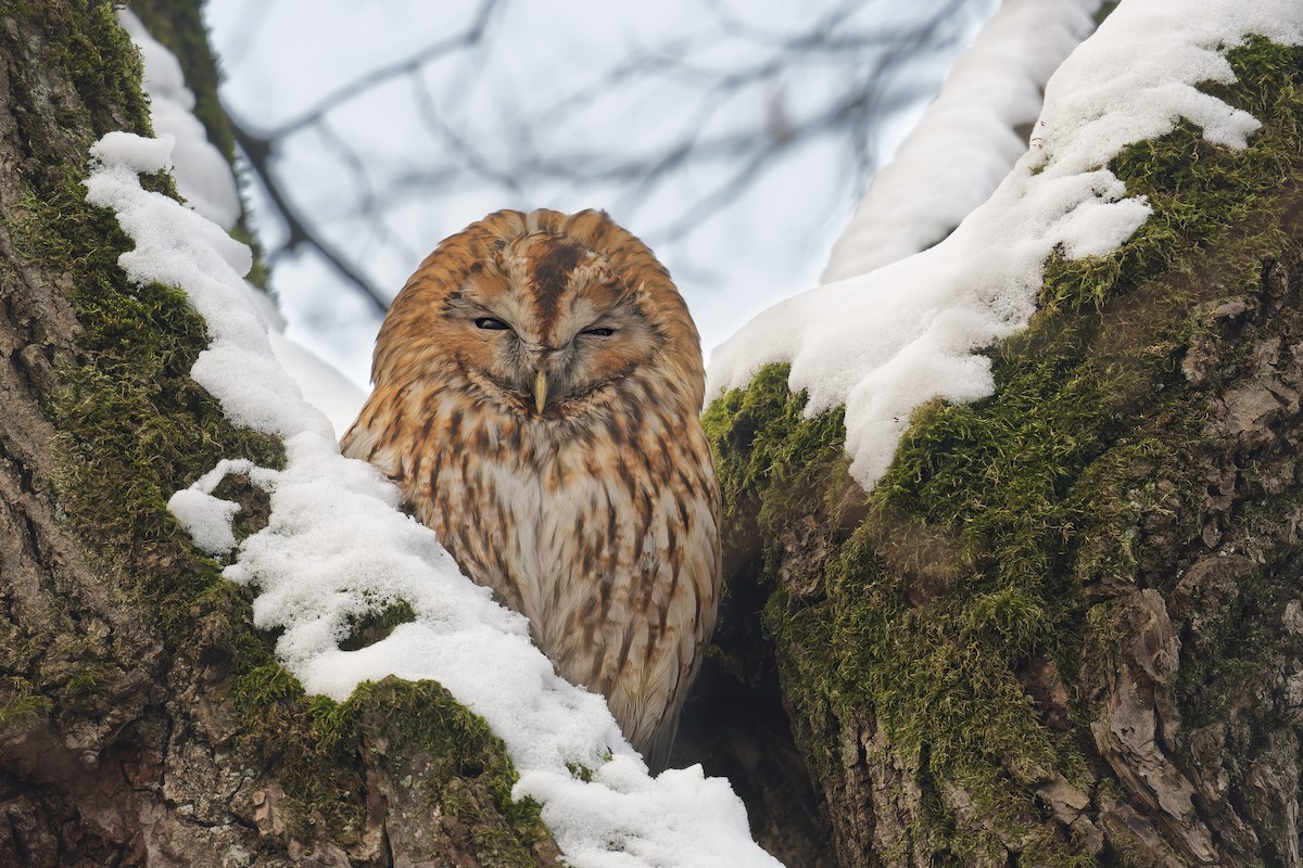 モリフクロウ - ML645120730