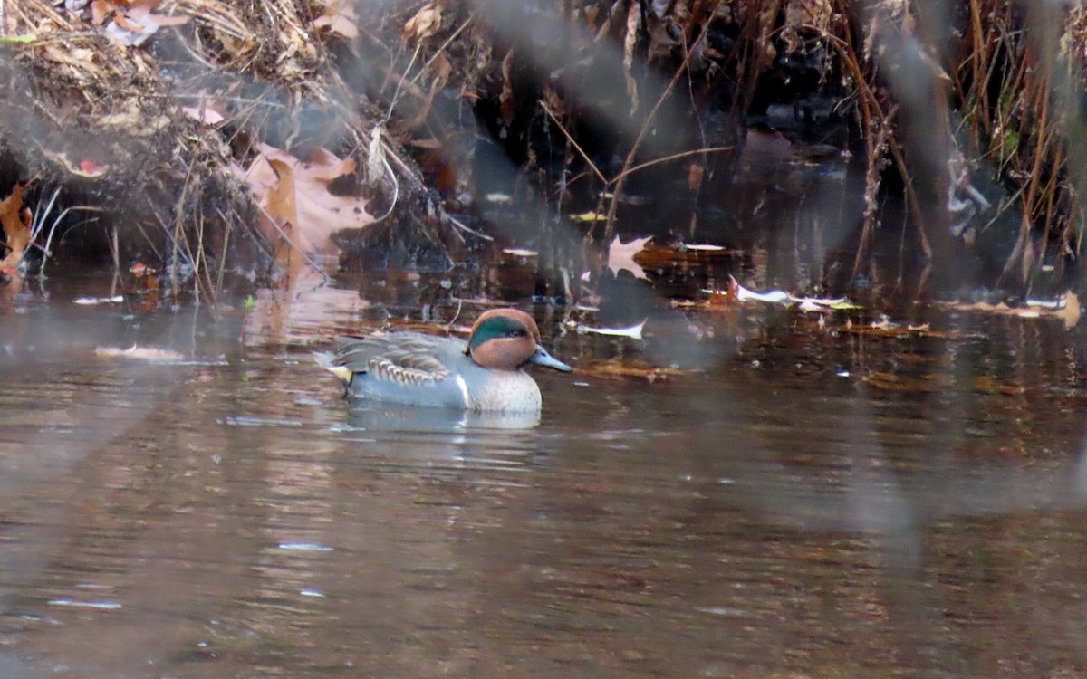 Green-winged Teal - ML645120731