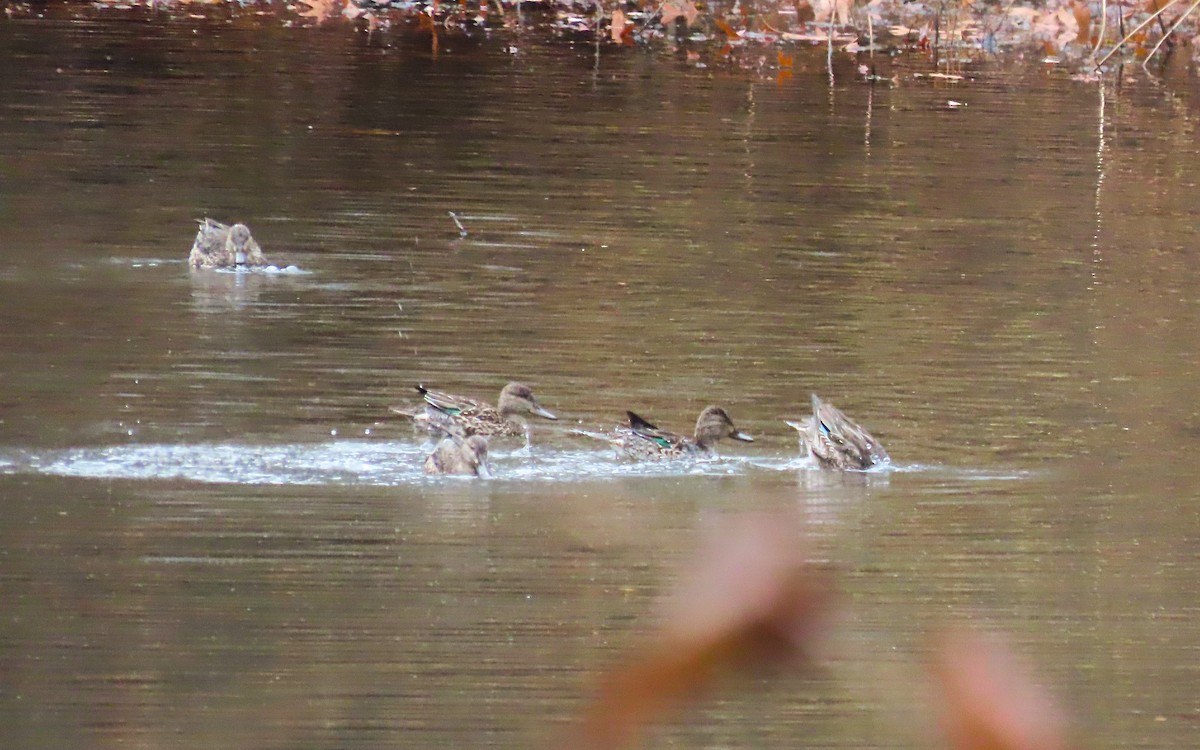 Green-winged Teal - ML645120738