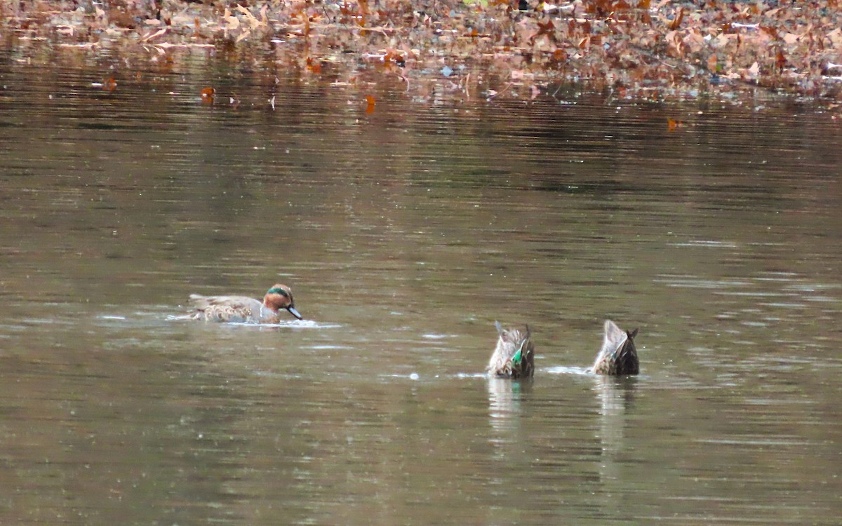 Green-winged Teal - ML645120741