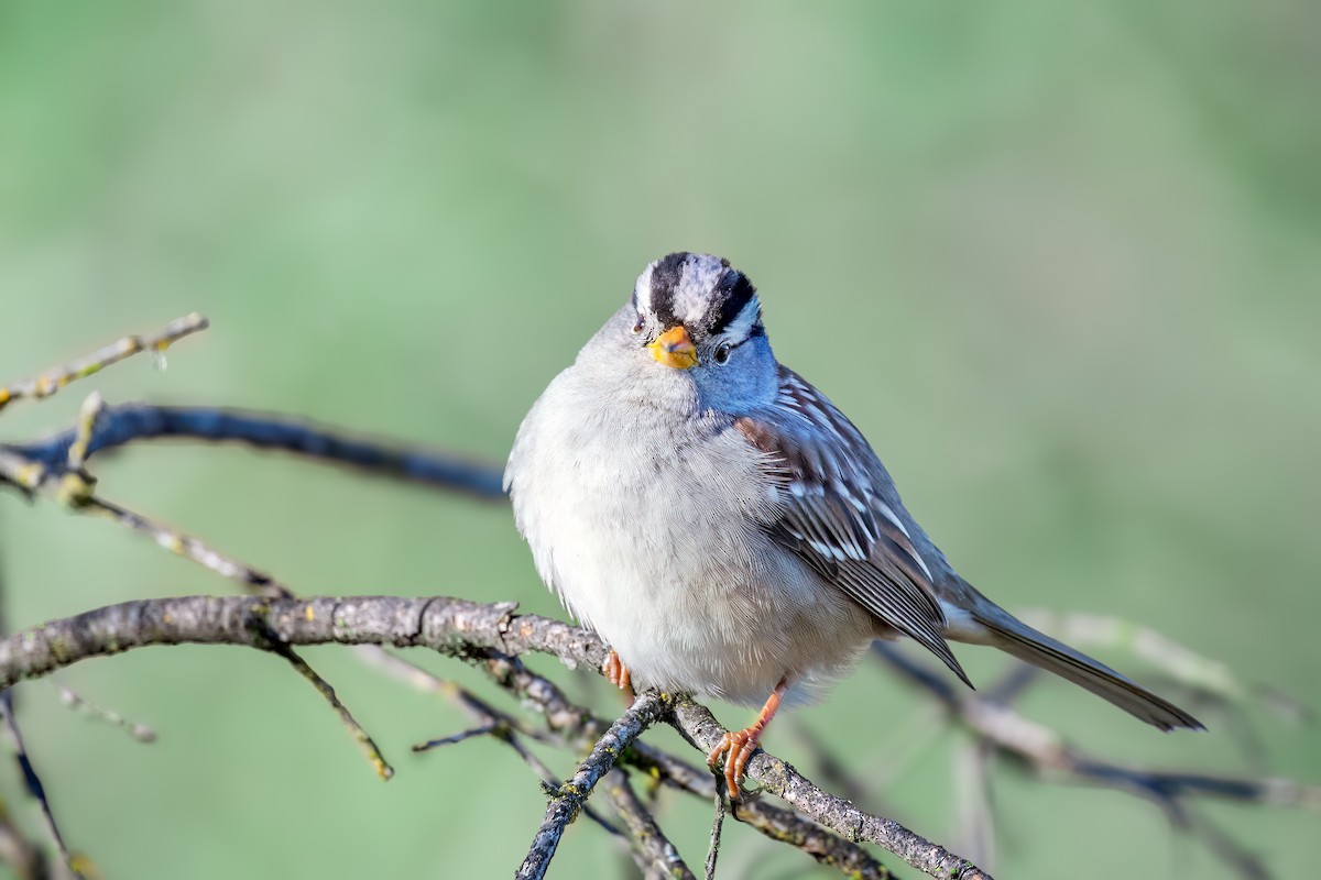 גיבתונית לבנת-כיפה - ML645120744