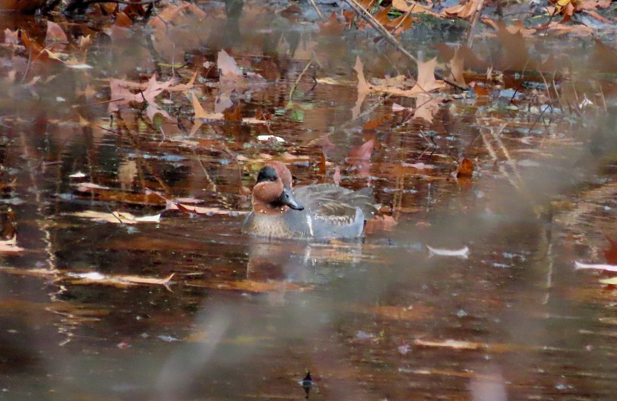 Green-winged Teal - ML645120746