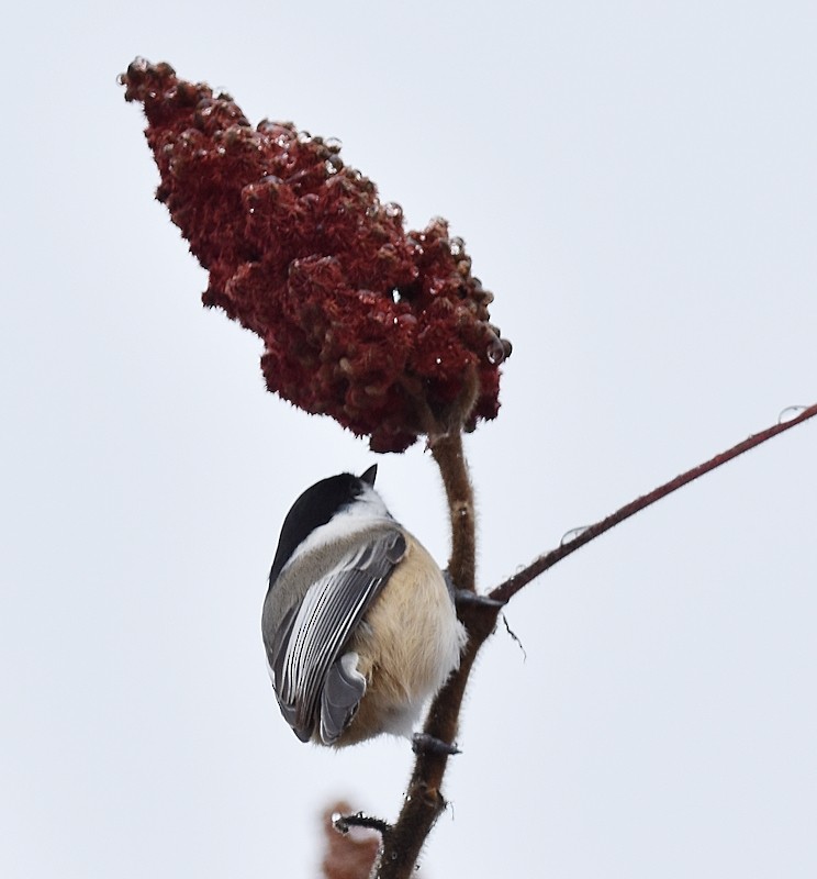 Black-capped Chickadee - ML645120747