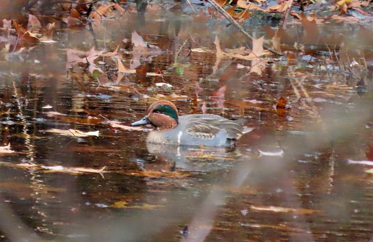 Green-winged Teal - ML645120749