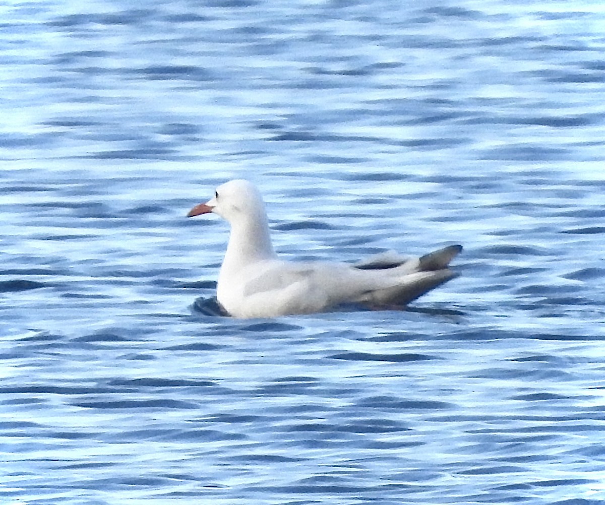 Slender-billed Gull - ML645120756