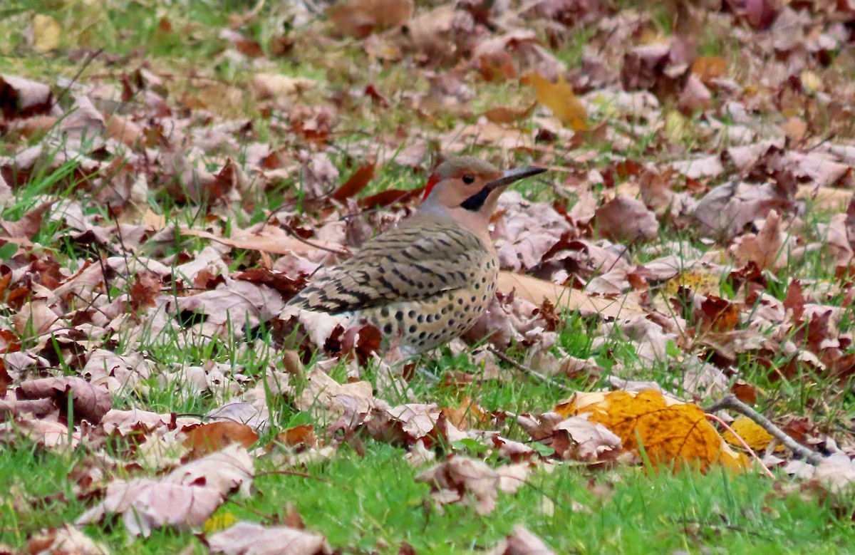 Northern Flicker - ML645120762