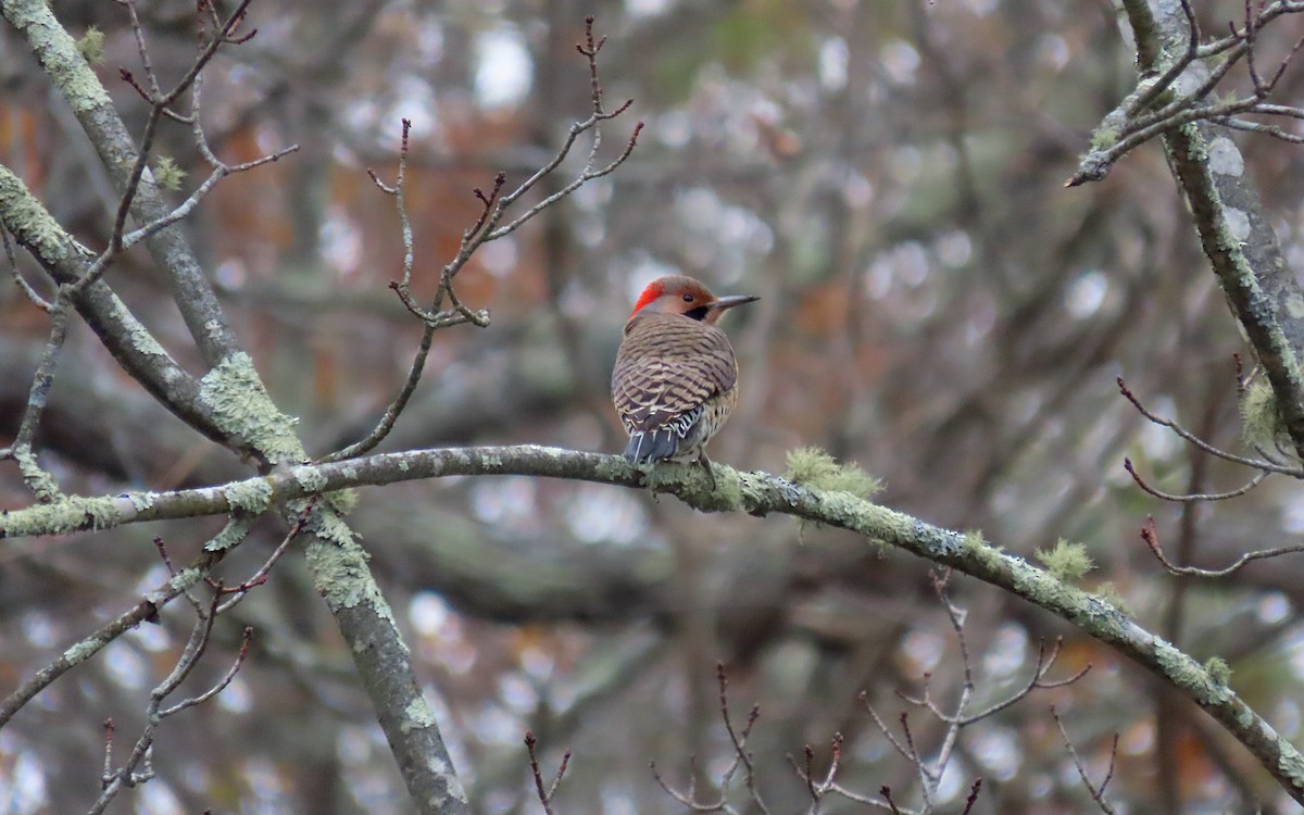 Northern Flicker - ML645120766