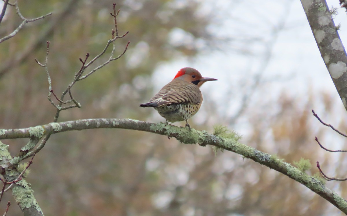 Northern Flicker - ML645120770