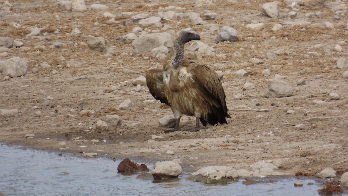 Ak Sırtlı Akbaba - ML645120773