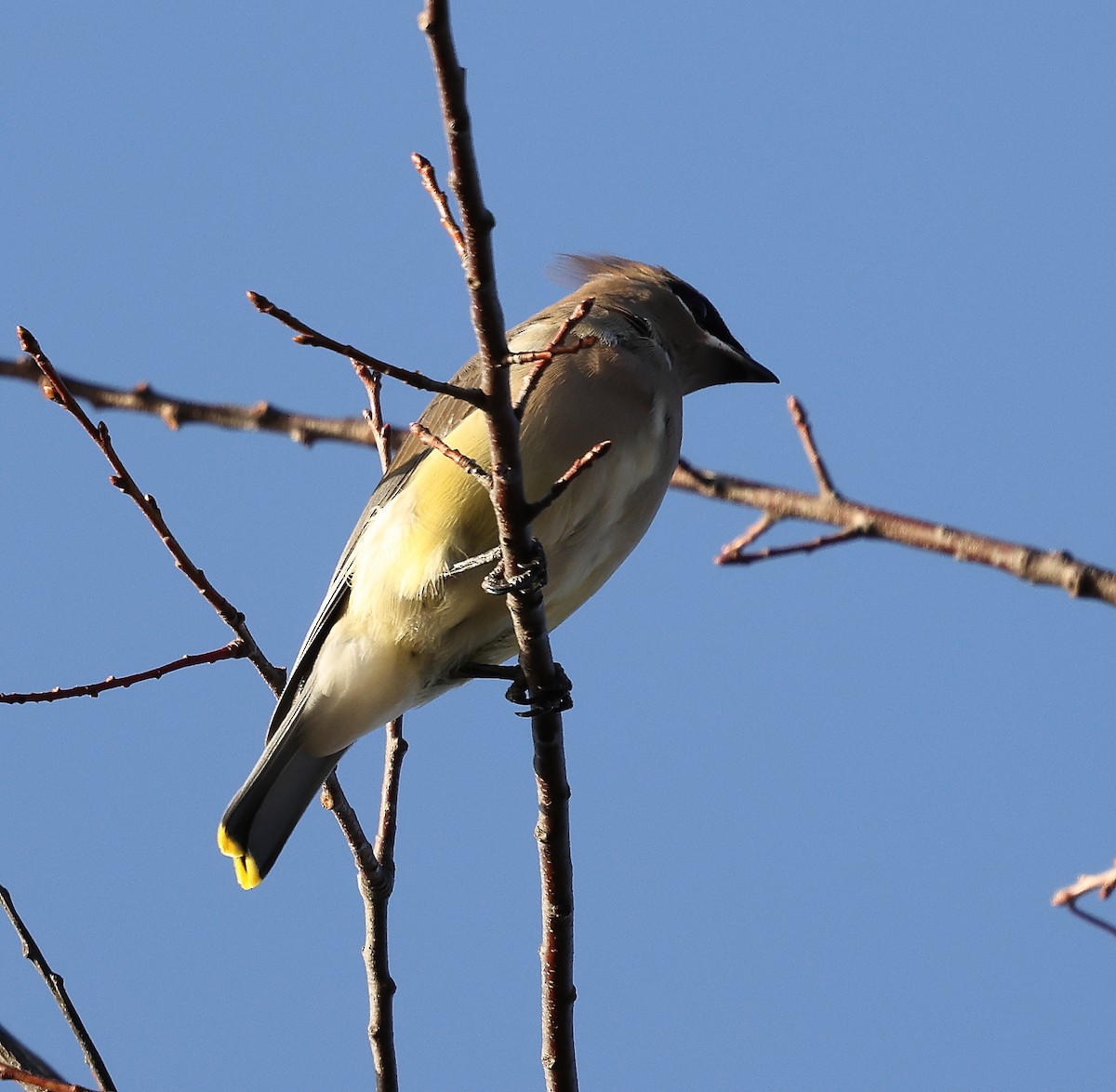 Sedir İpekkuyruğu - ML645120775