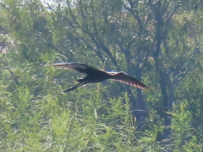 White-faced Ibis - ML645120776
