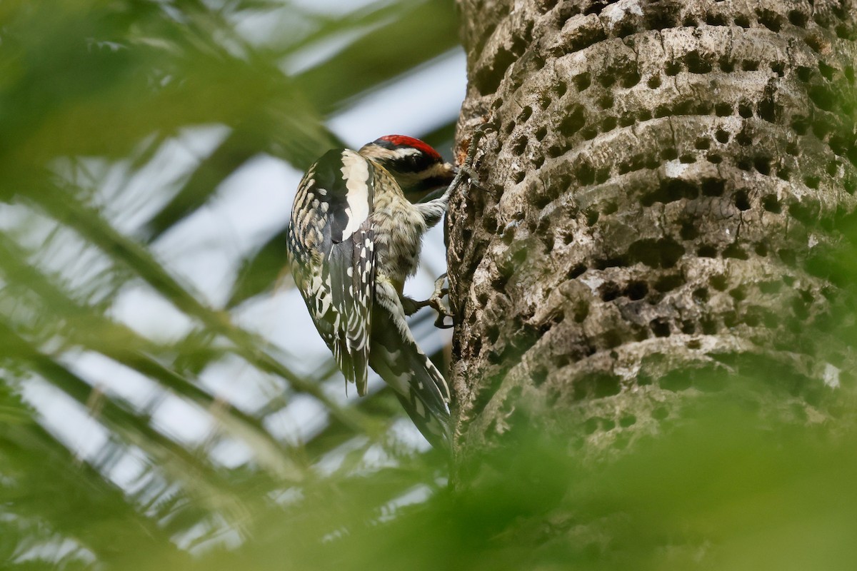 Yellow-bellied Sapsucker - ML645120779