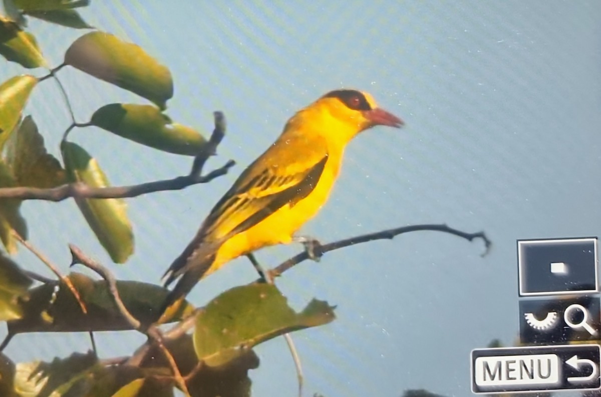 Вивільга золота - ML645120792