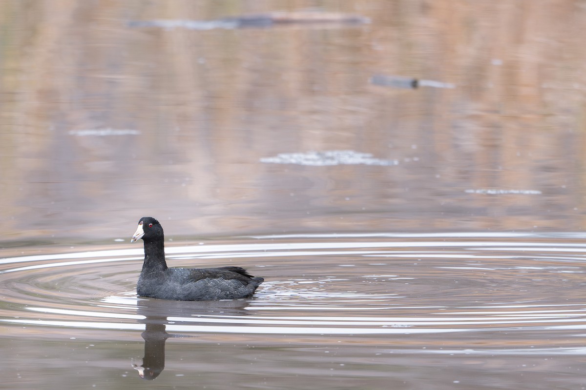 American Coot - ML645120800