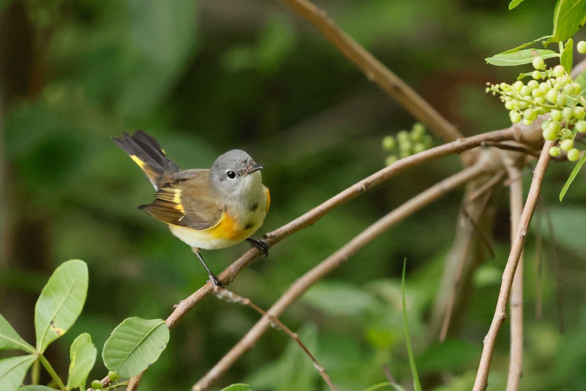 סבכון חכלילי - ML645120817