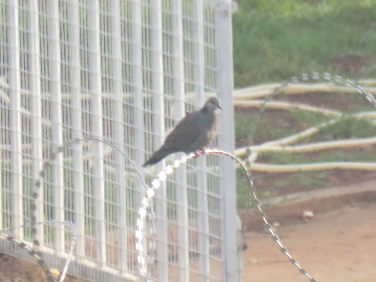 Dusky Turtle-Dove - ML645120835