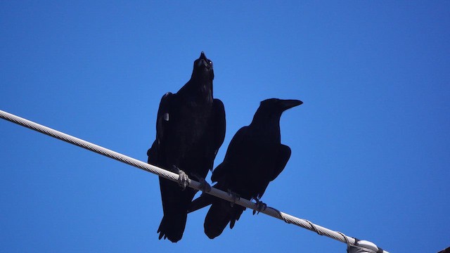 Chihuahuan Raven - ML645120841