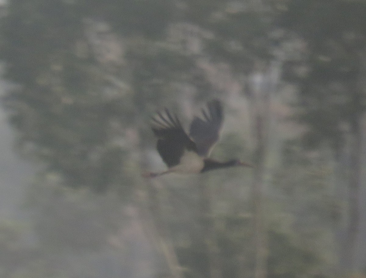 Abdim's Stork - ML645120843