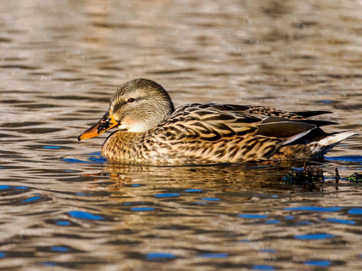 Gadwall - ML645120847