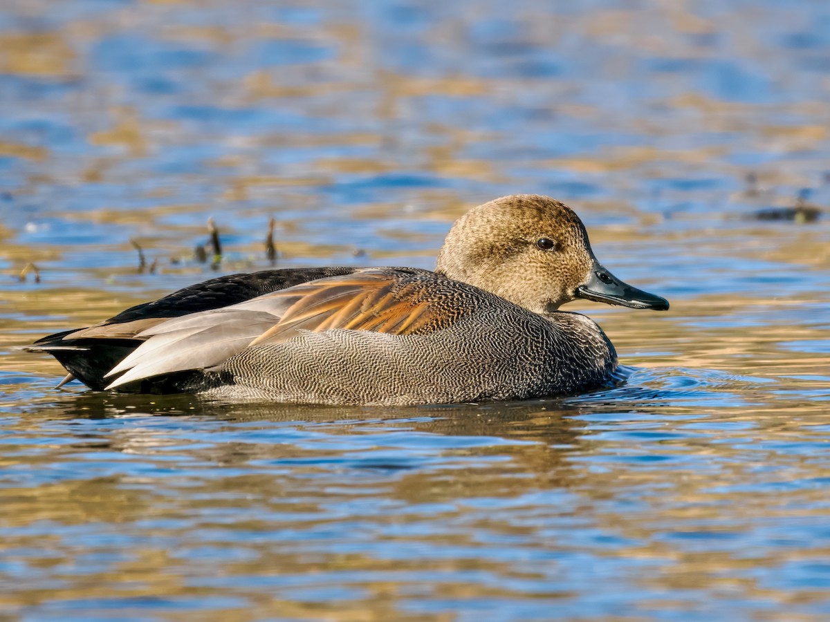 Gadwall - ML645120848