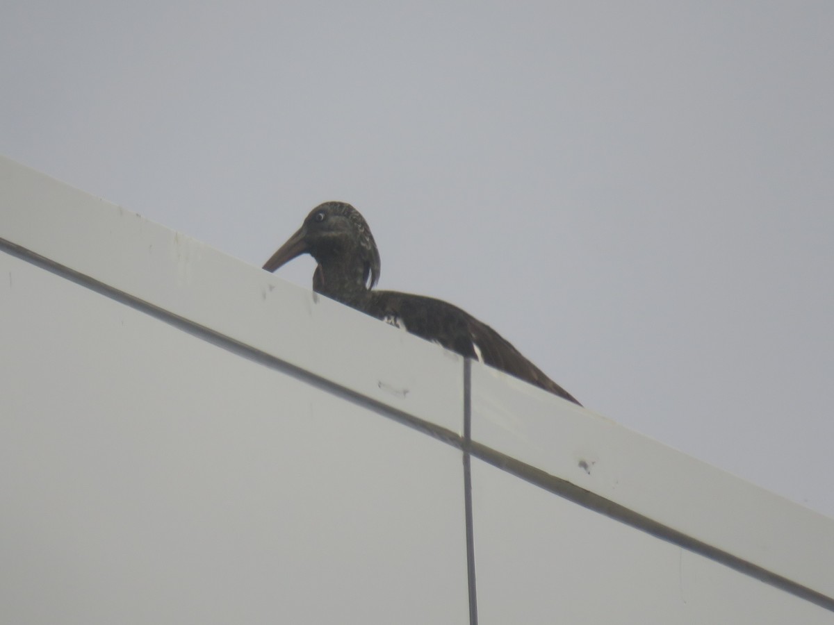 Wattled Ibis - ML645120850