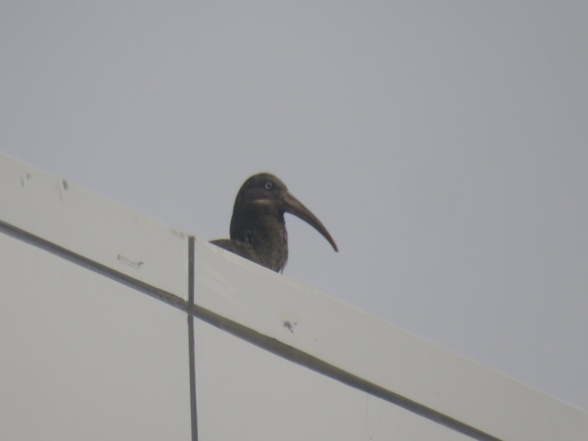 Wattled Ibis - ML645120851