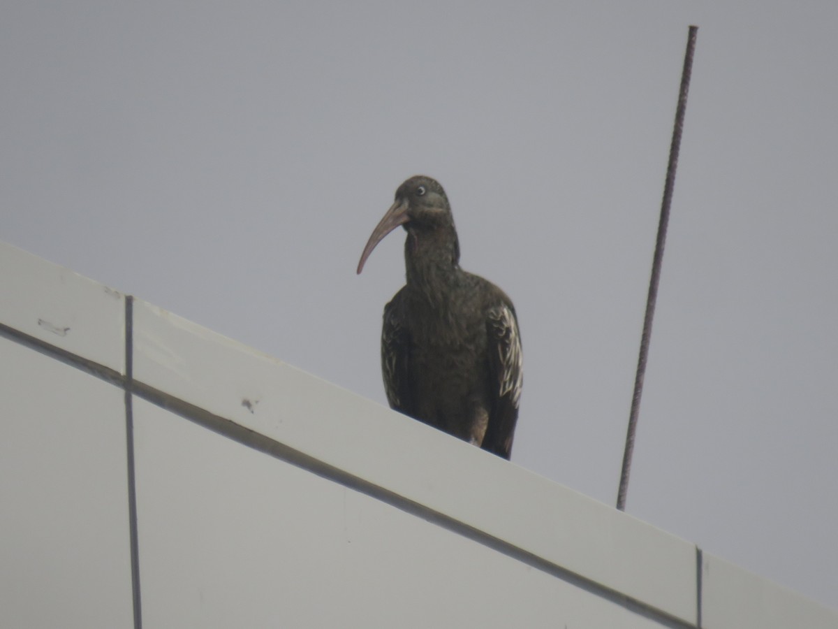 Wattled Ibis - ML645120852