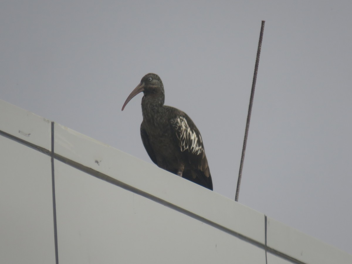 Wattled Ibis - ML645120853
