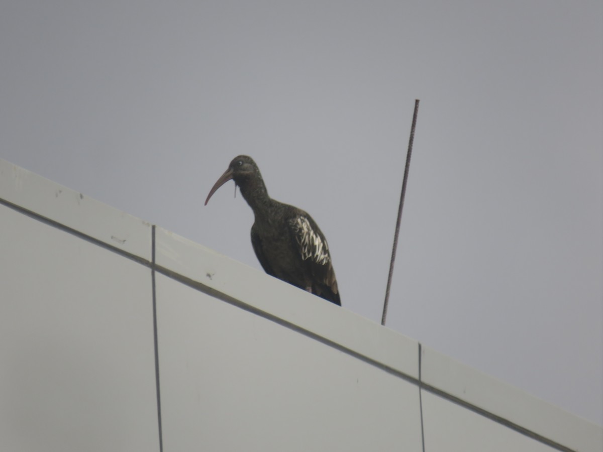 Wattled Ibis - ML645120854