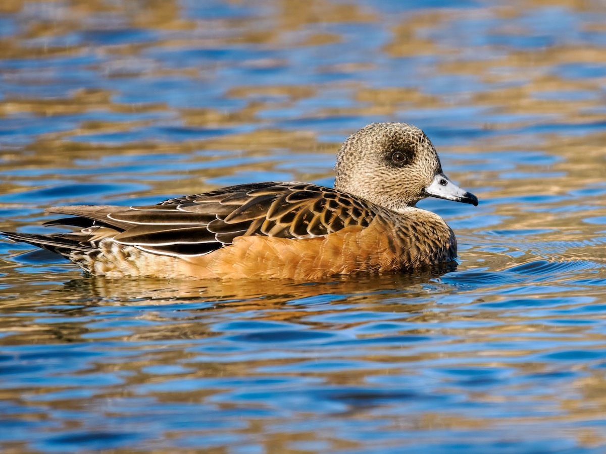 American Wigeon - ML645120858