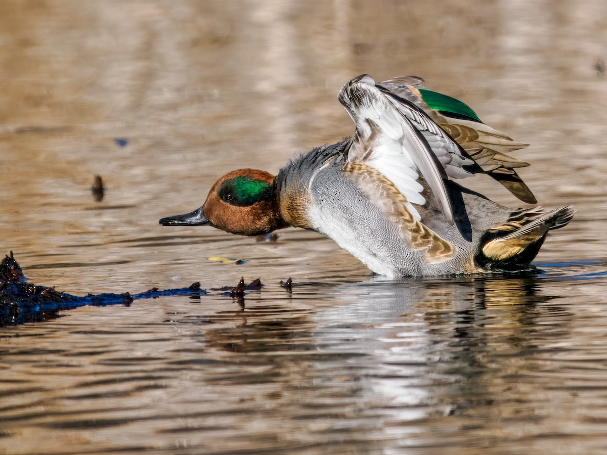 Green-winged Teal - ML645120865