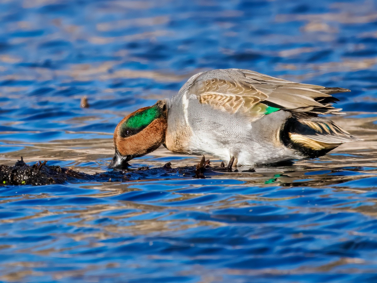 Green-winged Teal - ML645120866