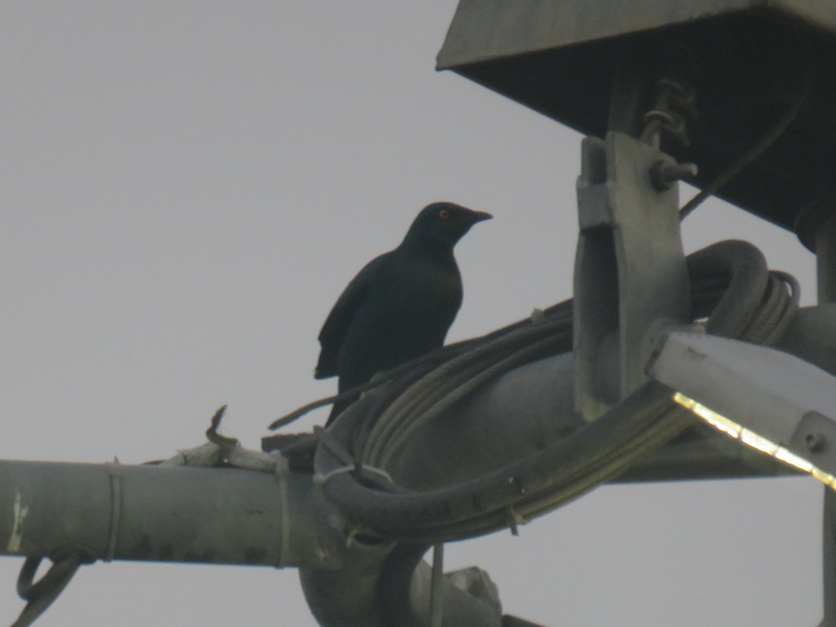 blåøreglansstær - ML645120868