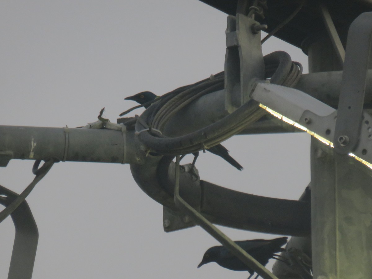 blåøreglansstær - ML645120869