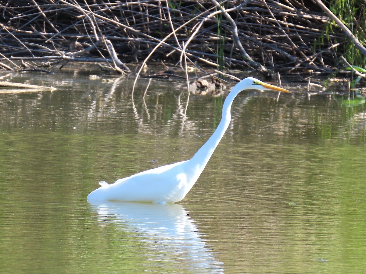 Great Egret - ML645120871