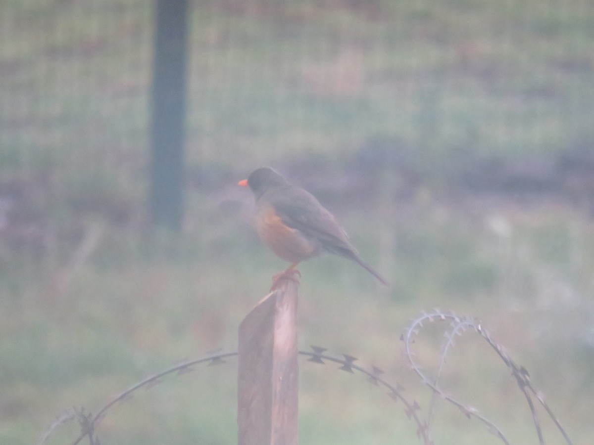 Abyssinian Thrush - ML645120887